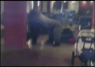 gorilla.png