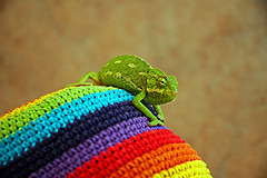 kameleon.jpg