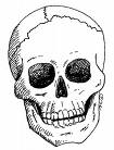 skull.jpg
