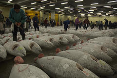 tuna.jpg